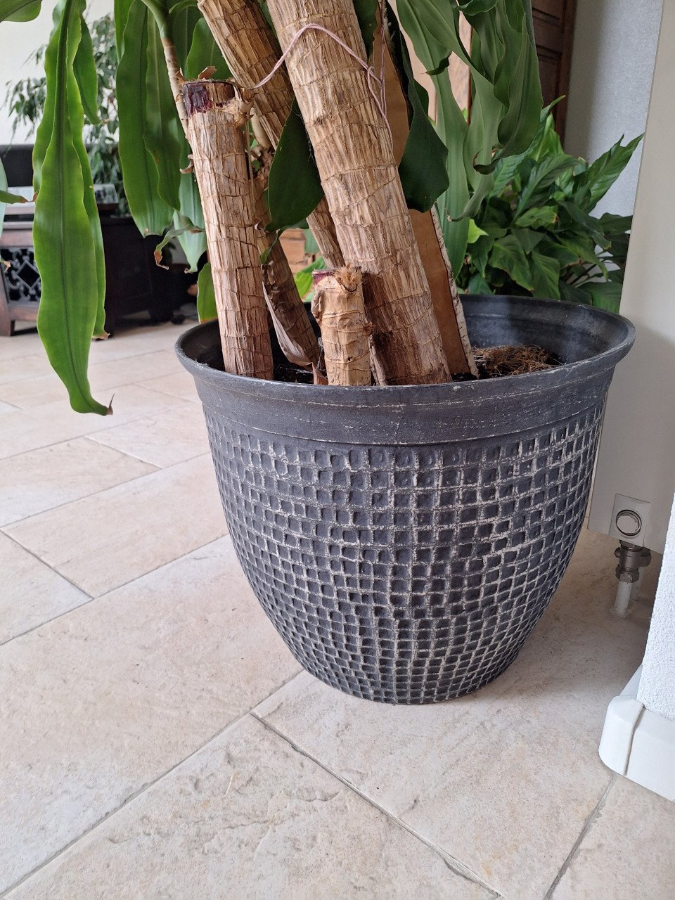 Te koop: Dracaena plant incl. sierpot – 3 meter hoog