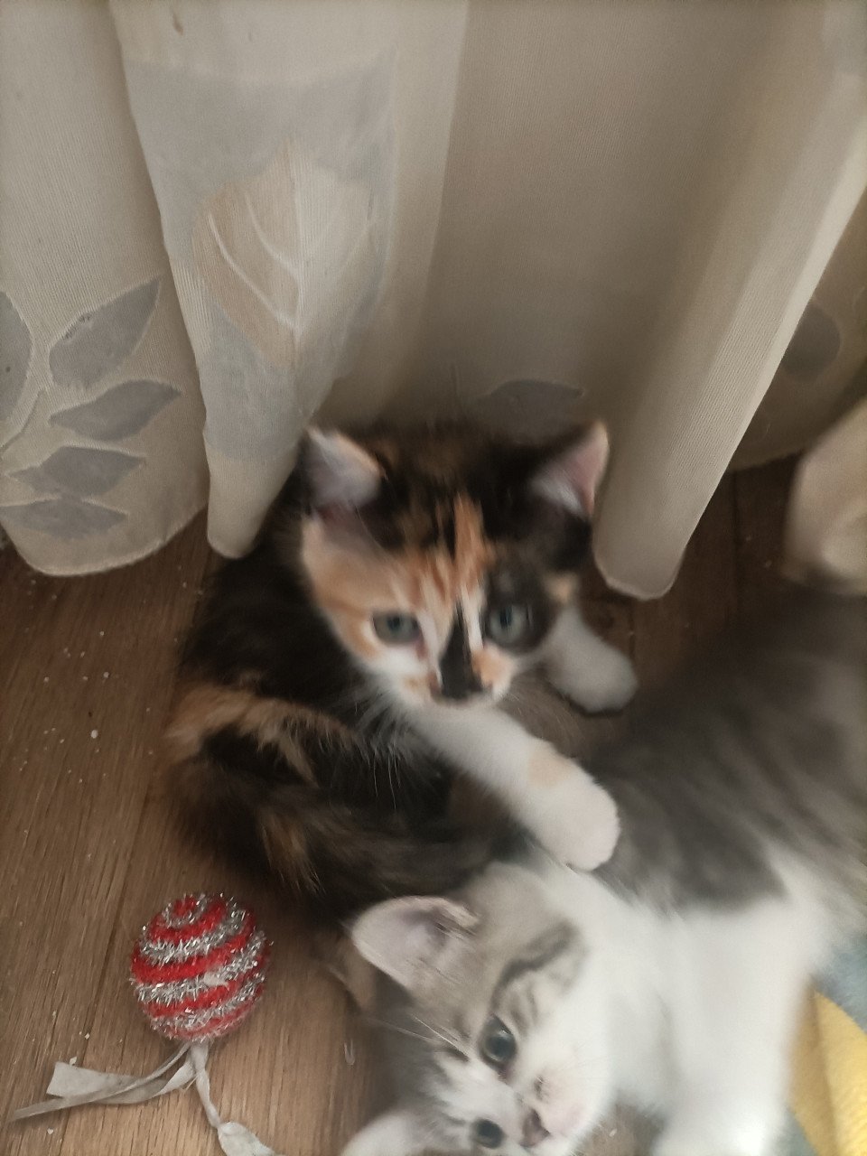 Kruising kittens