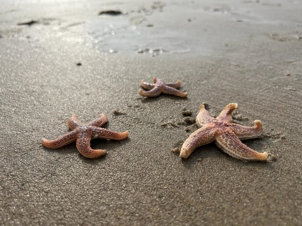 🌊 Droomvakantie in Dishoek! 🌊 30 augustus - 6 september