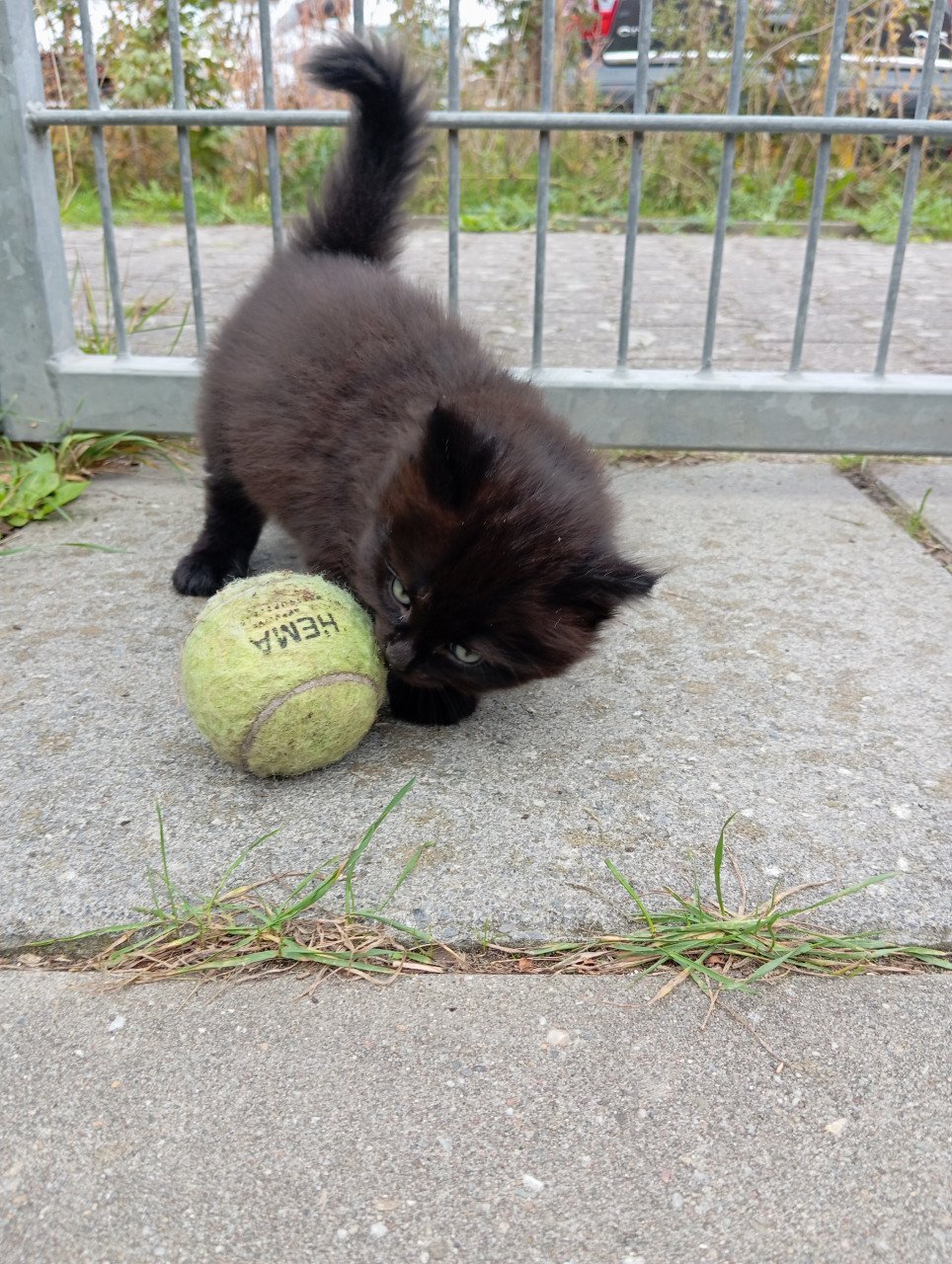 Kitten mannetje langhaar