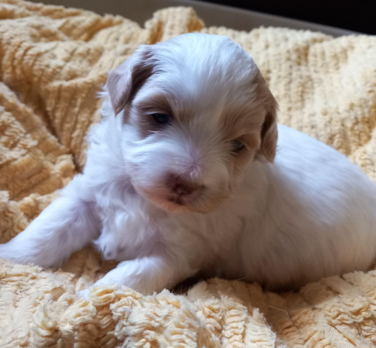 Boompoo pups