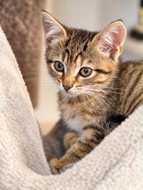 Lieve kittens