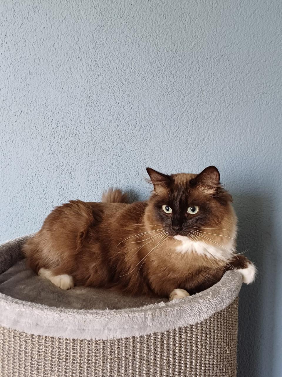 Mooie Ragdoll (dek)kater (helemaal getest)