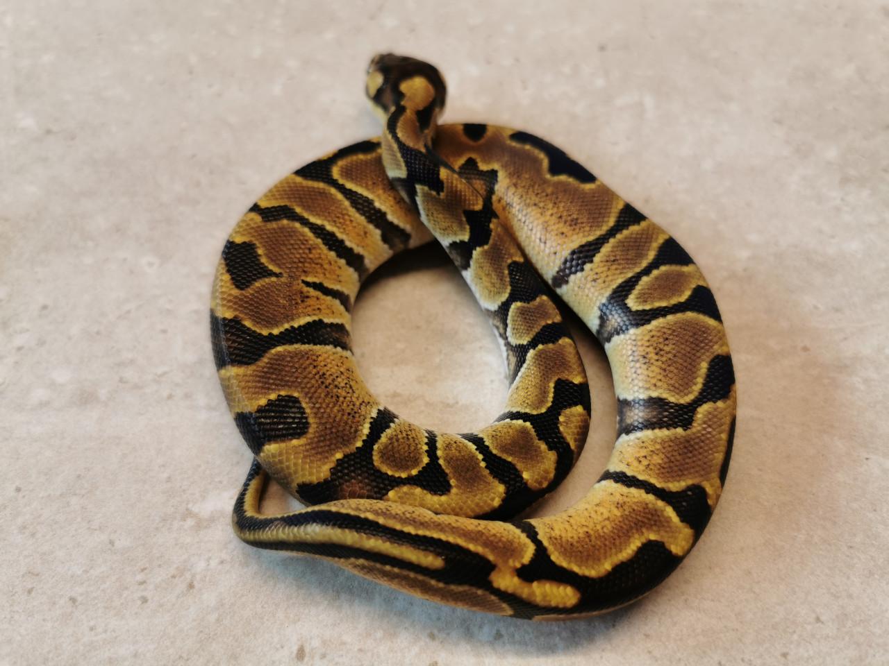 1.0 Enchi Koningspython