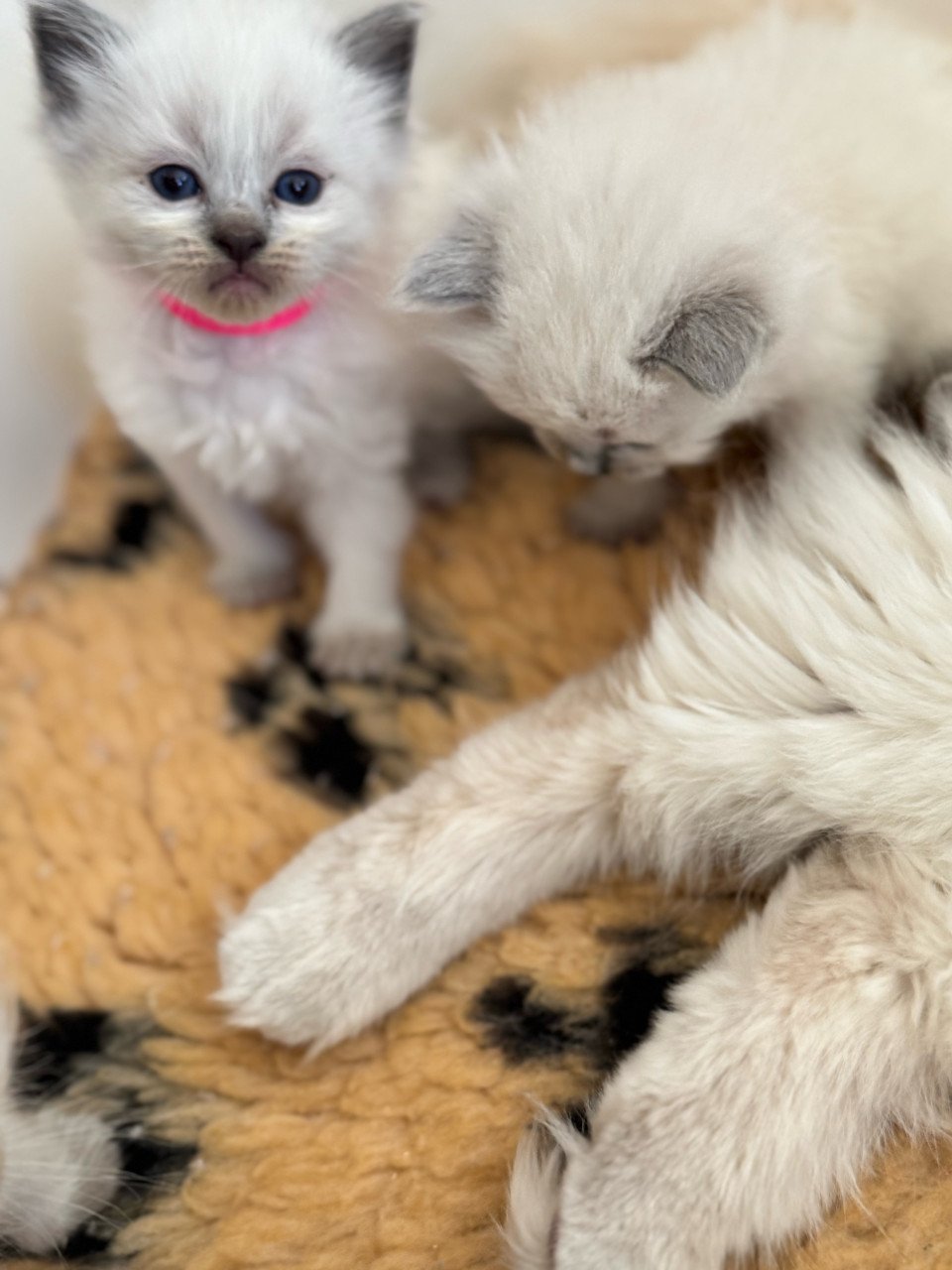 Ragdoll kittens bleupoint poesjes en katertjes