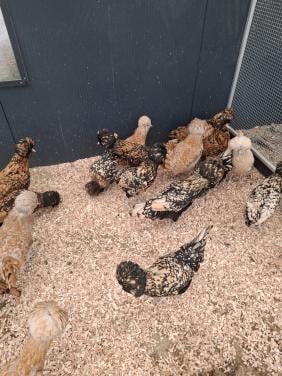 Grote keuze uit leghennen, sier- en krielkippen