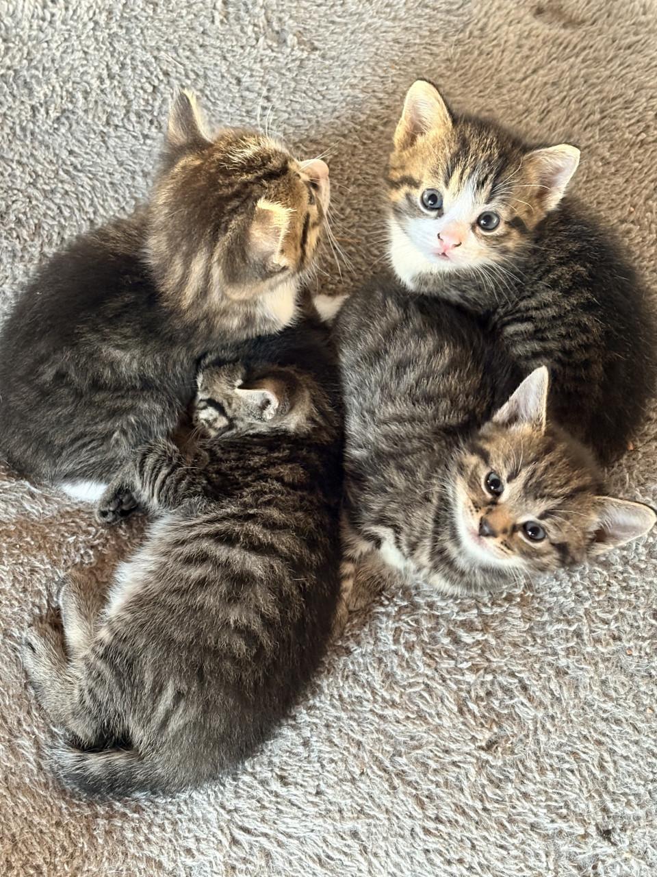 Kittens te koop