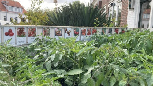 Tomatenplanten, 25 soorten