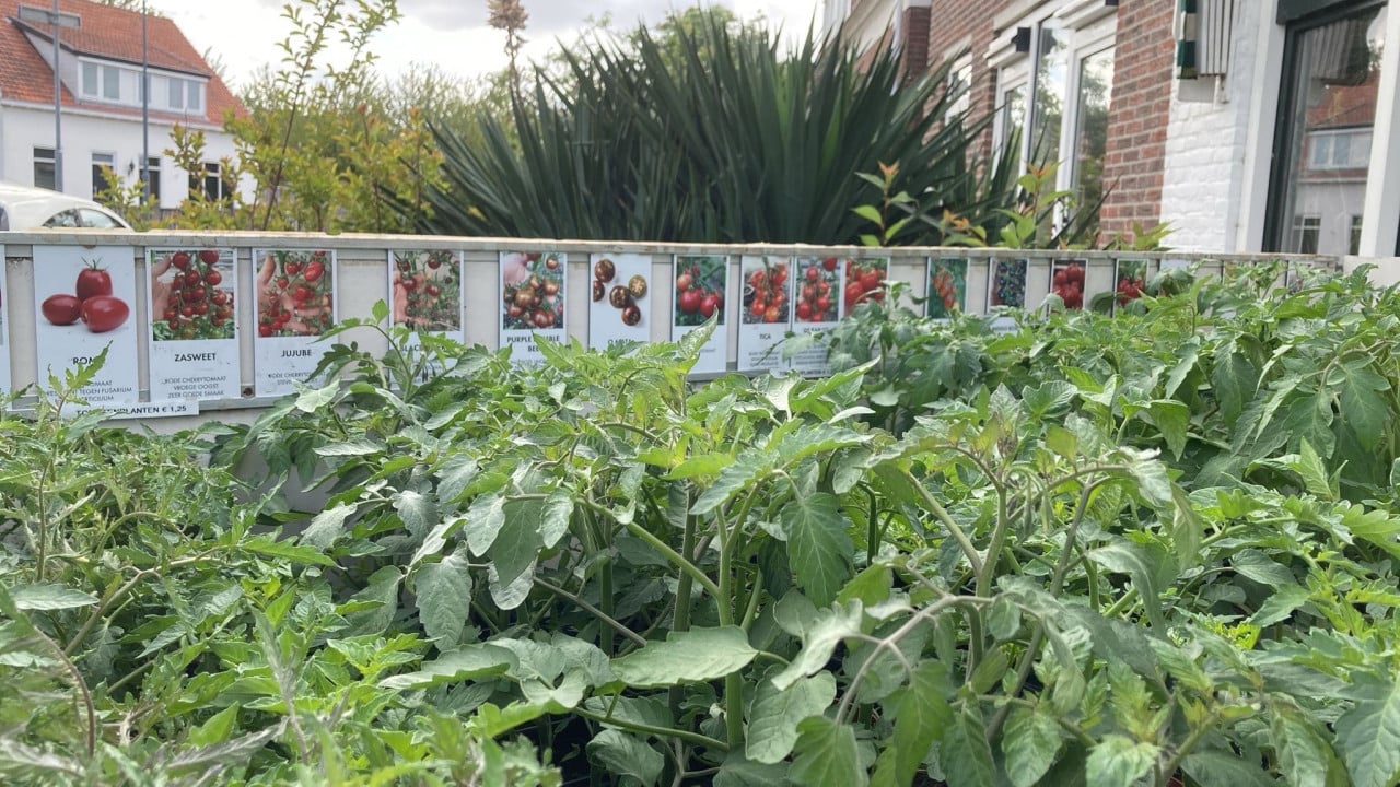Tomatenplanten, 25 soorten