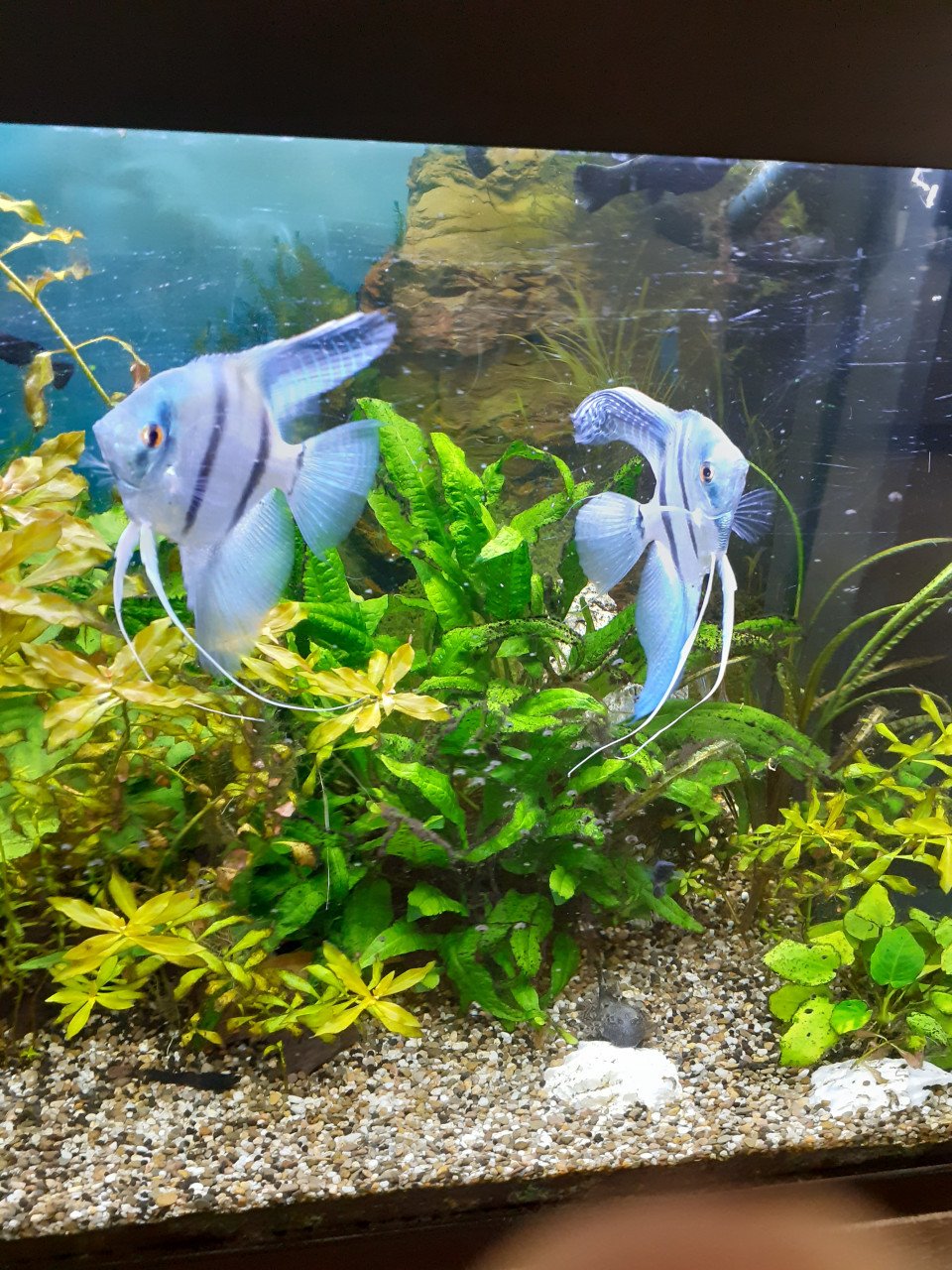 2 grote blauwe maanvissen.