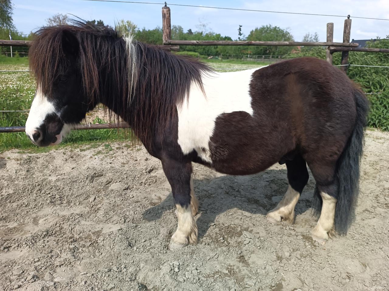 Mooi shetlander ruin