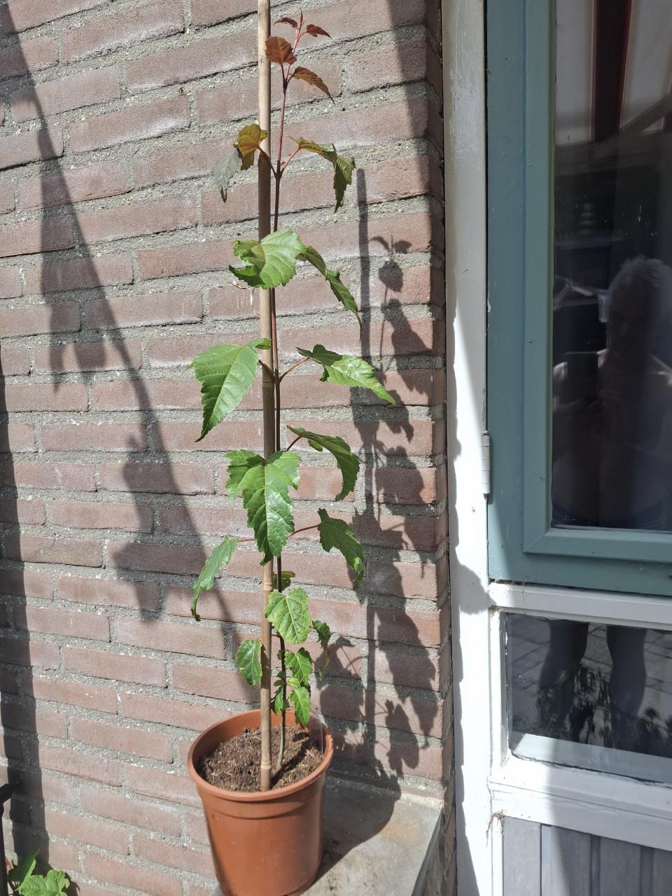 Bijzondere Slangenhuid Esdoorn