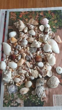 Verzameling exotische schelpen