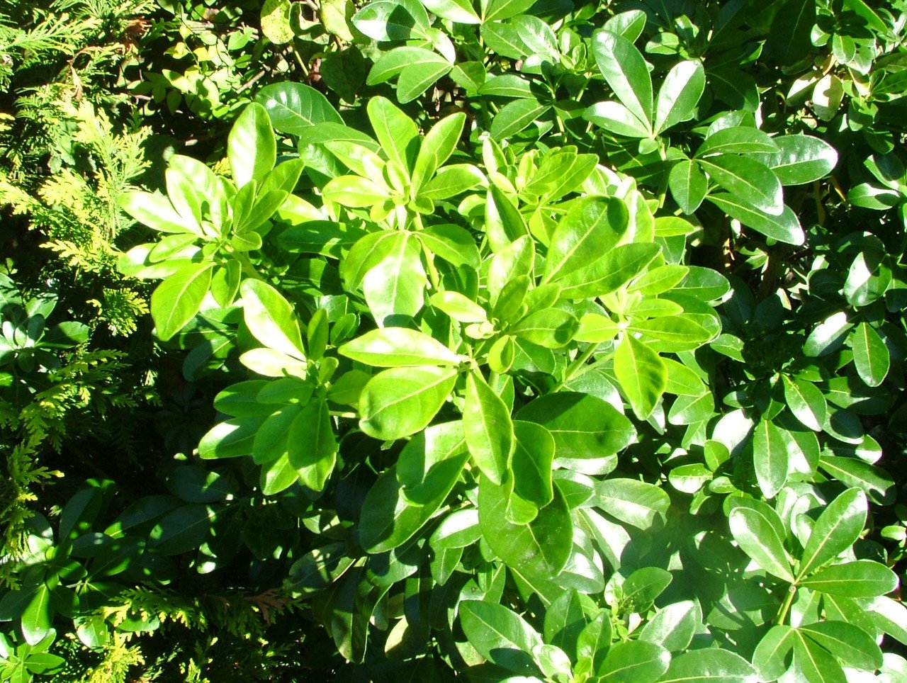 Choisya Ternata