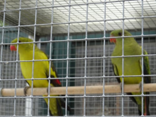 Te koop KOPPEL Bergparkieten geringd broedrijp vaste voetring MAN SP/geel