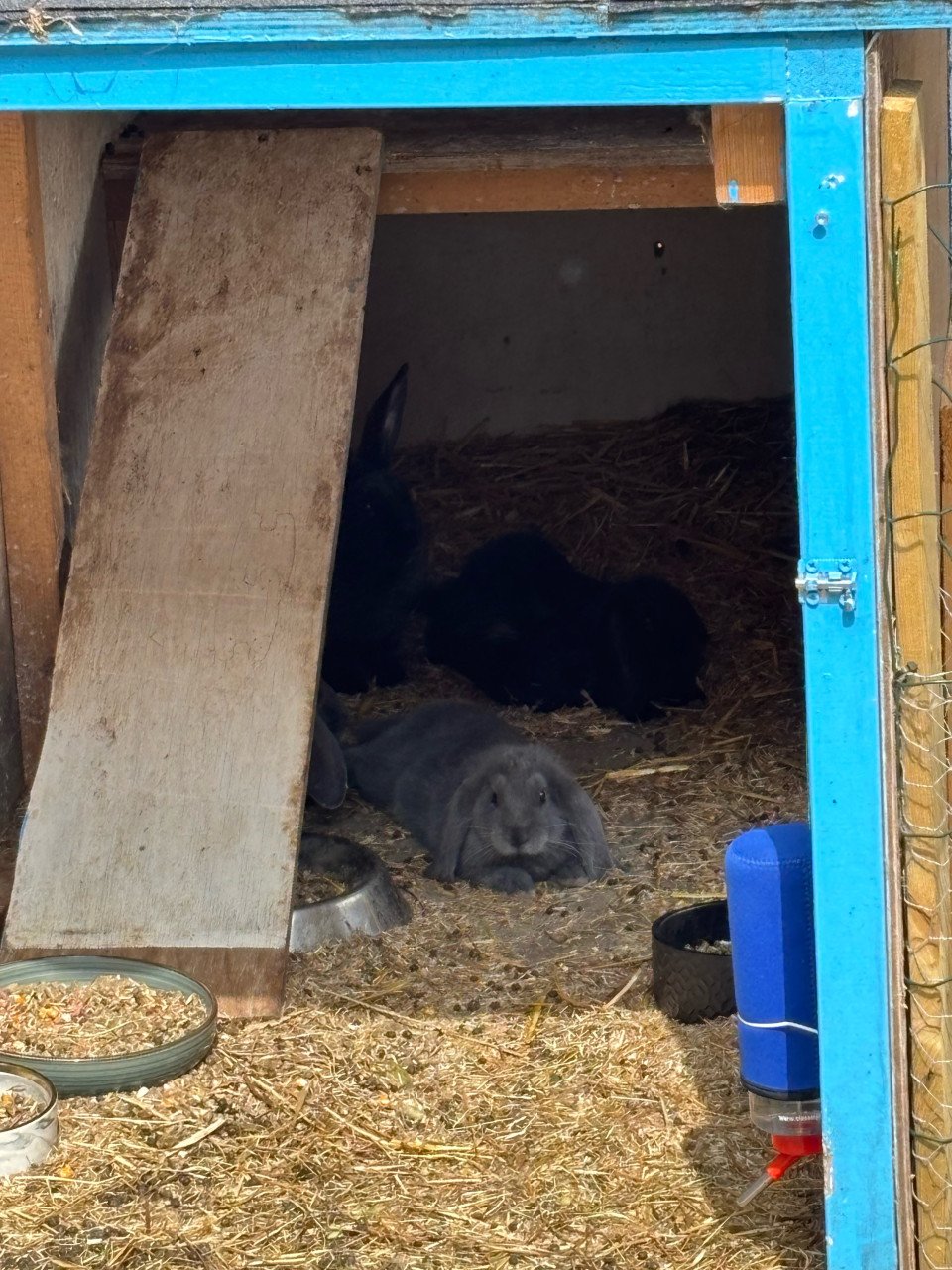 Baby konijntjes