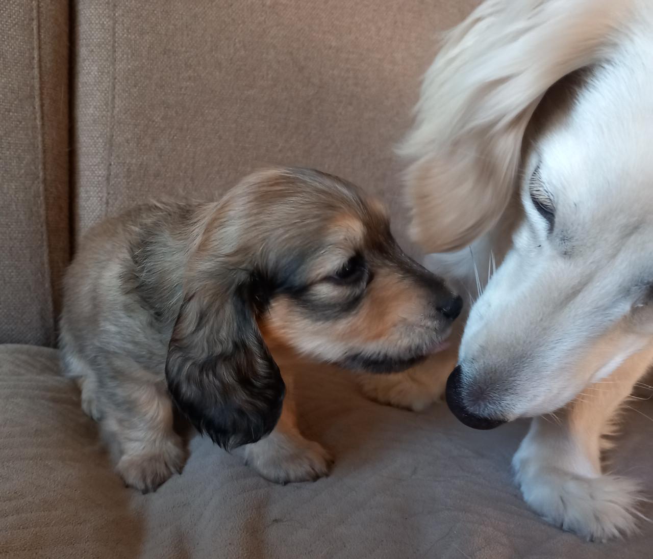 Langharige teckeltjes