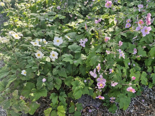 Anemonen
