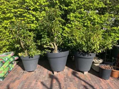 Portugese laurier - 3 stuks - volwassen