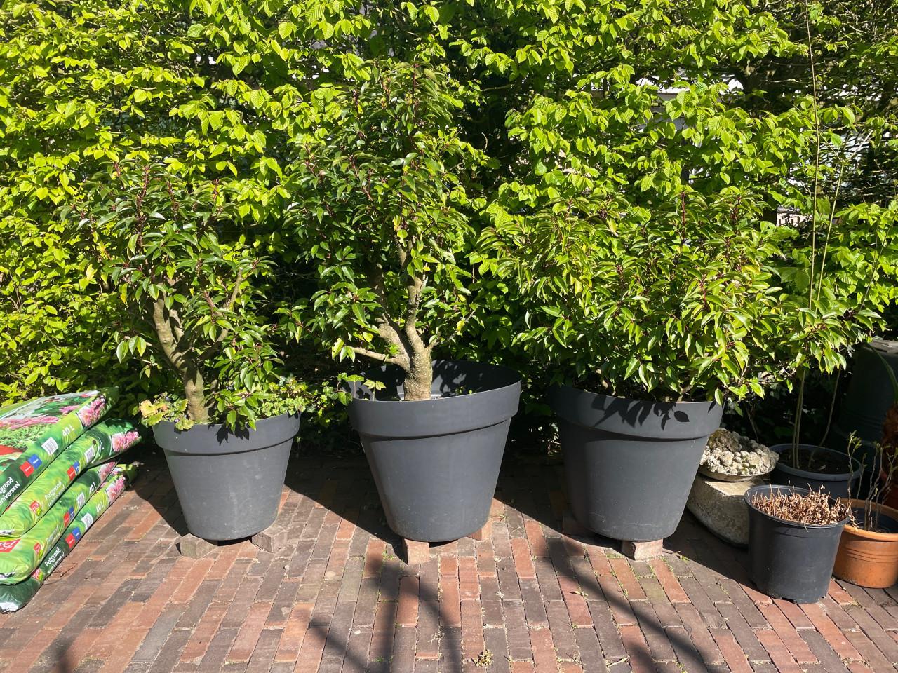 Portugese laurier - 3 stuks - volwassen