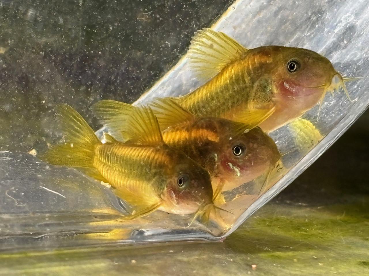 Osteogaster (corydoras) CW010 Gold Laser