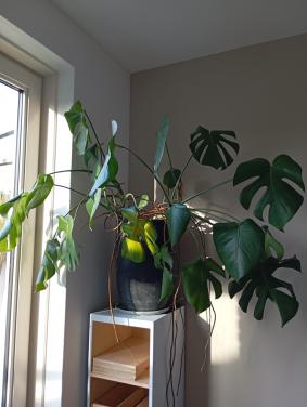 Kamerplant