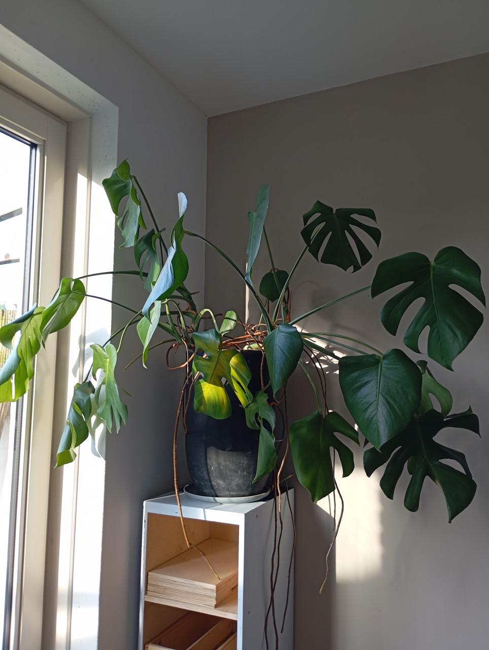 Kamerplant