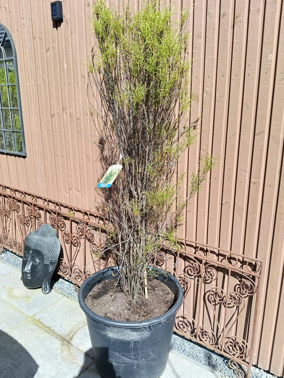 Frangula Alnus Fineline