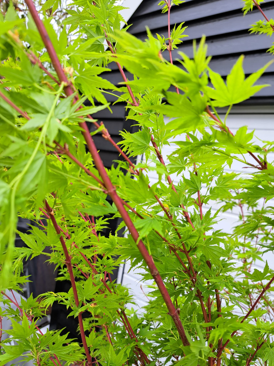 Japanse esdoorn " Japanese sunrise" Acer palmatum