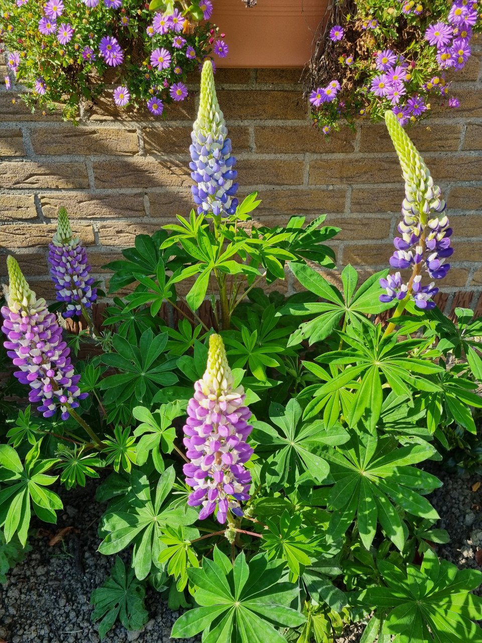Zelf zaaien? Oleander / artisjok / lupine