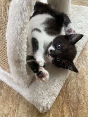 Snoezige kitten