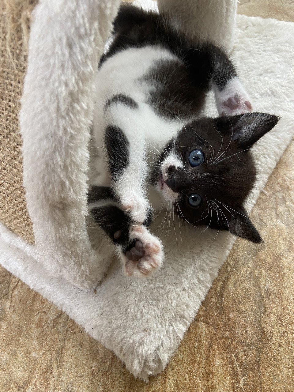 Snoezige kitten