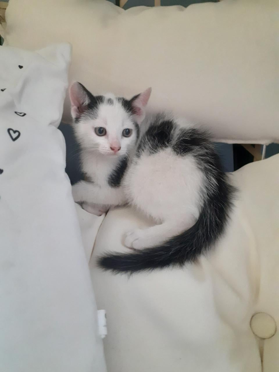 Kittens