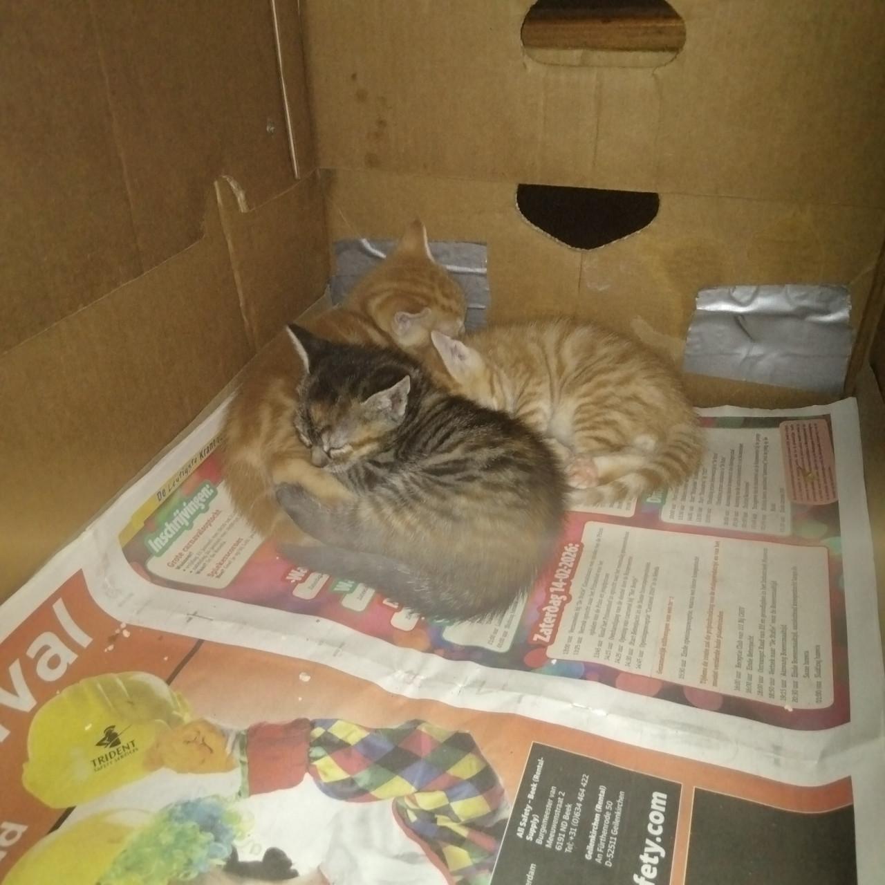 Kitten