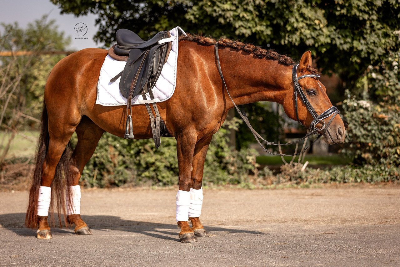Knappe d pony