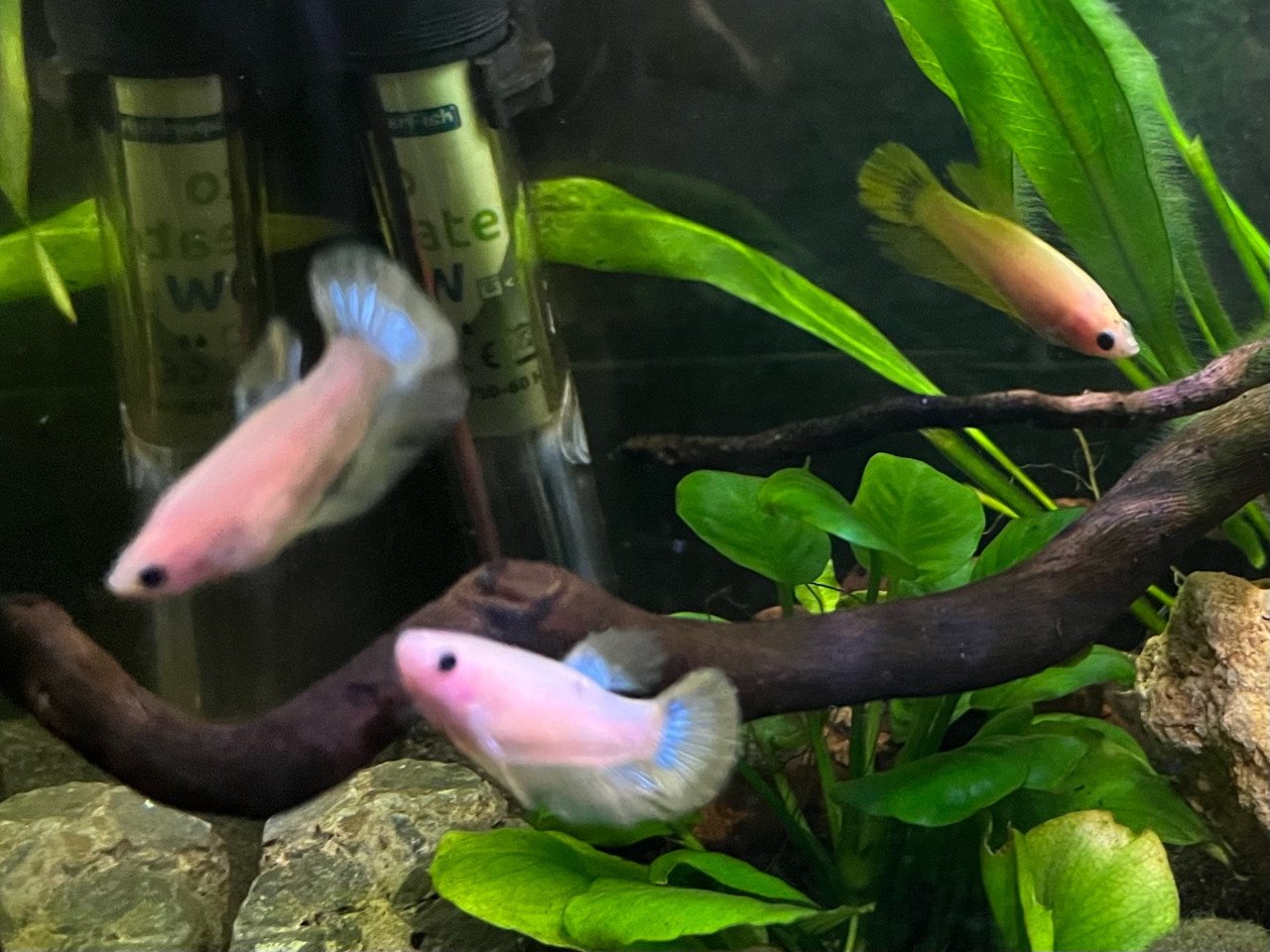 Betta vissen vrouw geel, blauw
