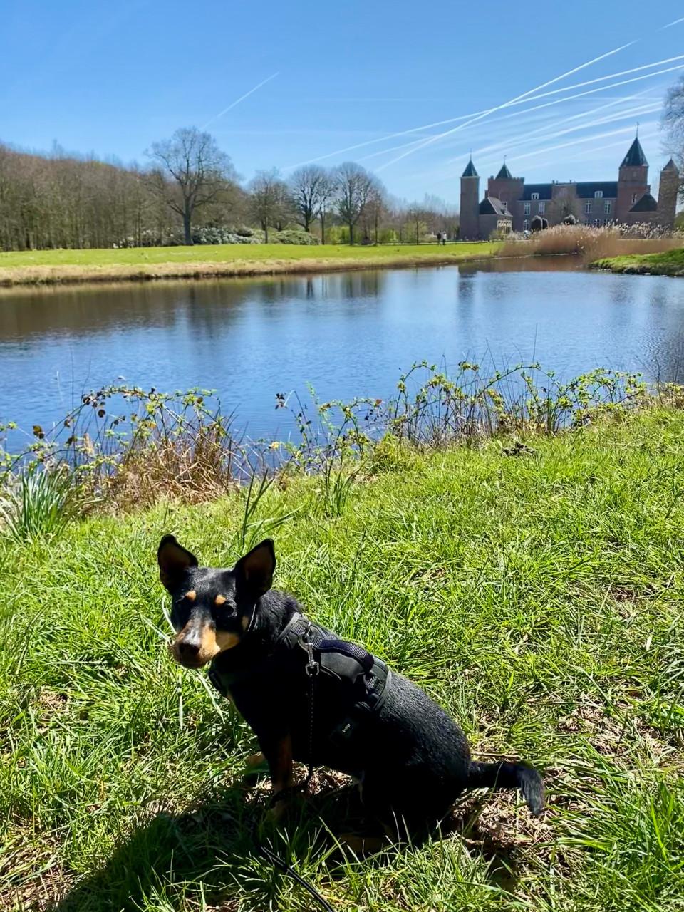Hondenoppas voor lieve Jack Russell(mix) gezocht!