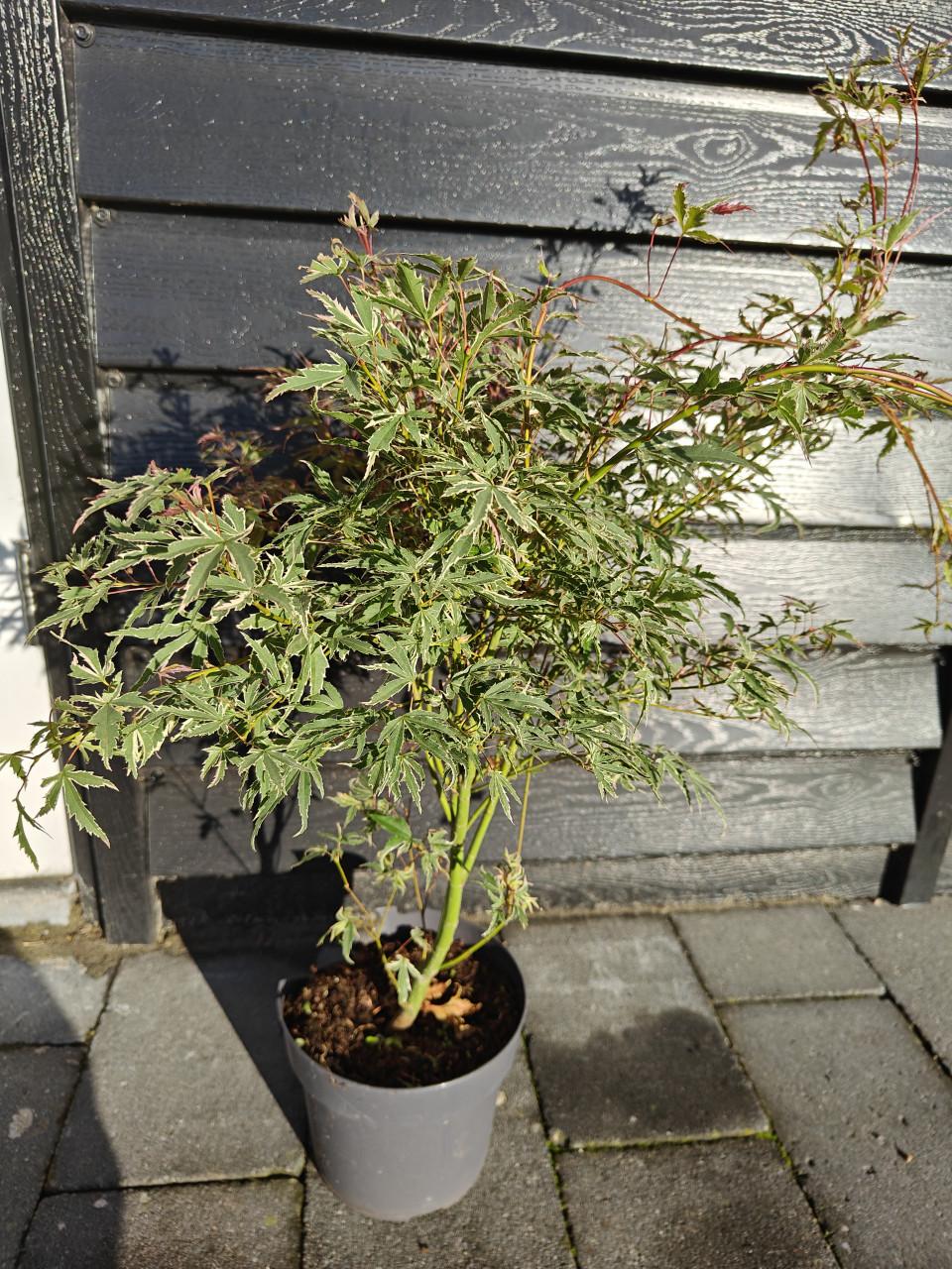 Verschillende Japanse esdoorn bomen, zaailingen, Acer palmatum