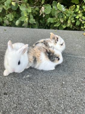 Baby konijntjes