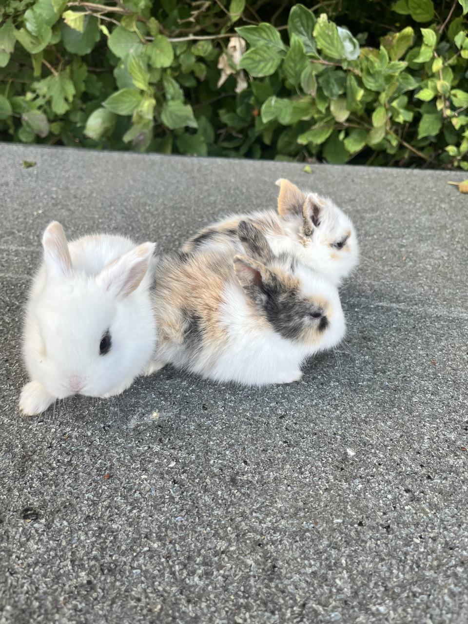 Baby konijntjes