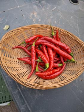 Moestuin Zaden