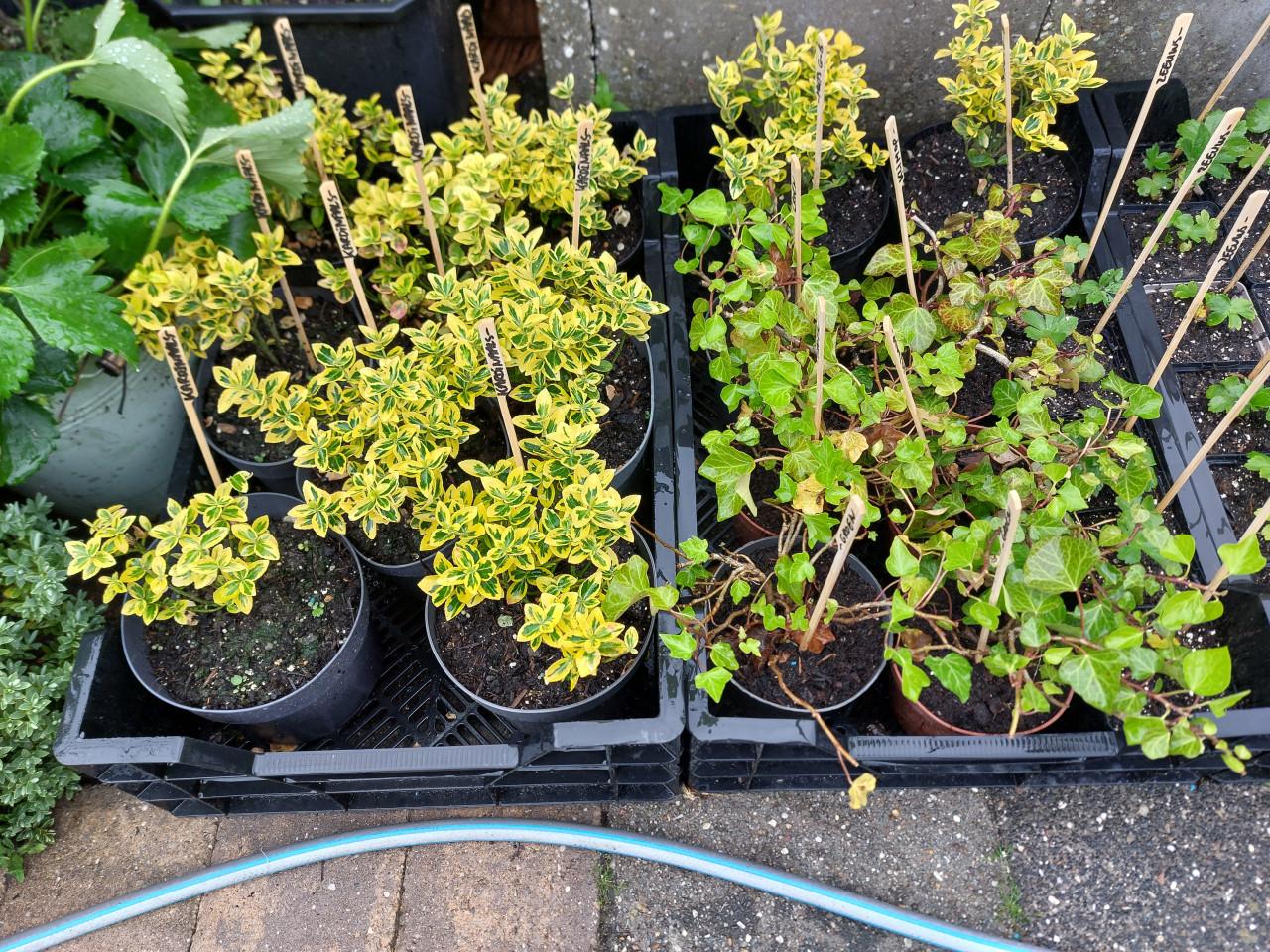 Tomaten / Aardbeien: SIERTUIN en MOESTUIN PLANTEN BIJ DE VOORDEUR