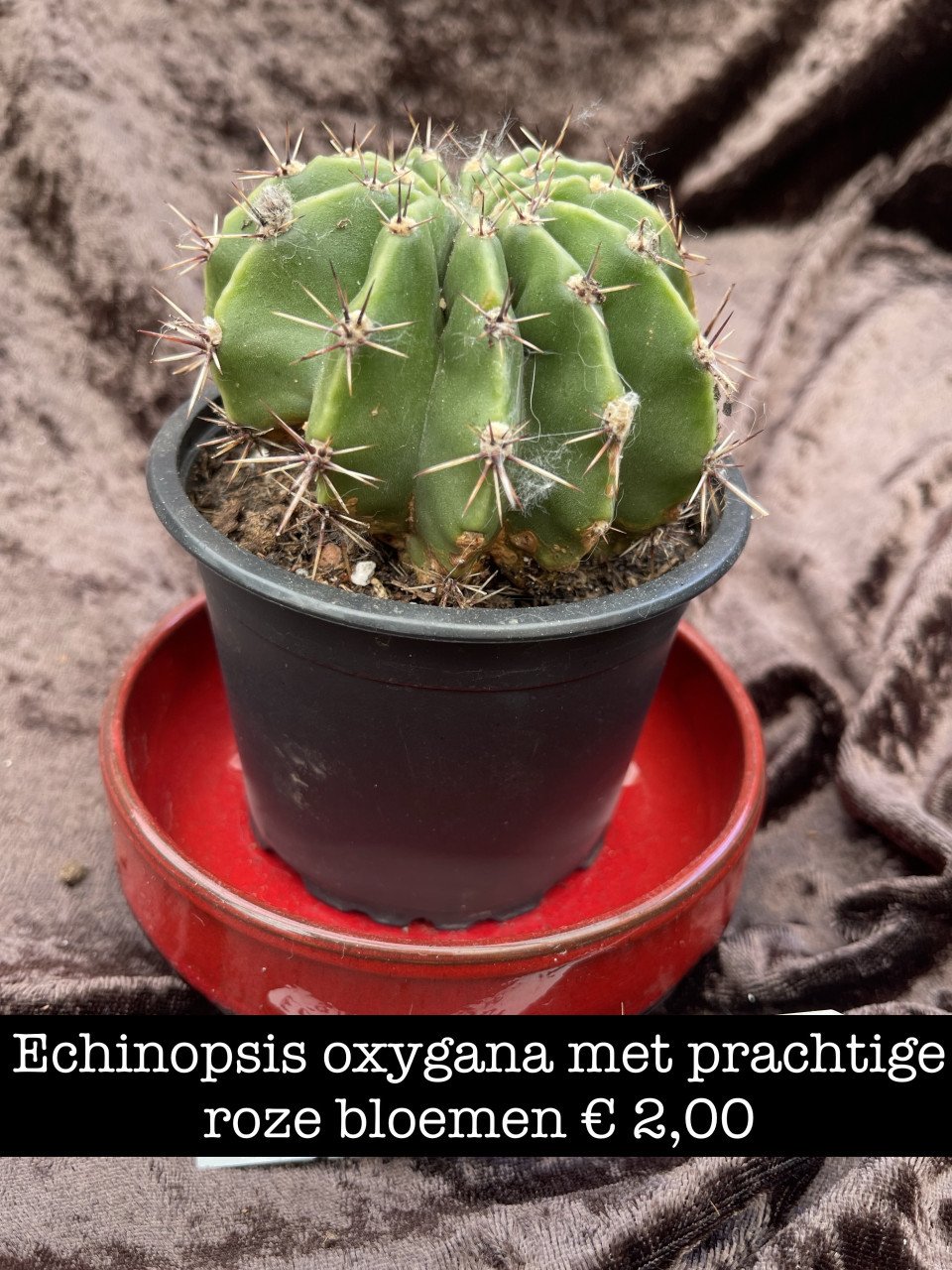 Planten - succulenten