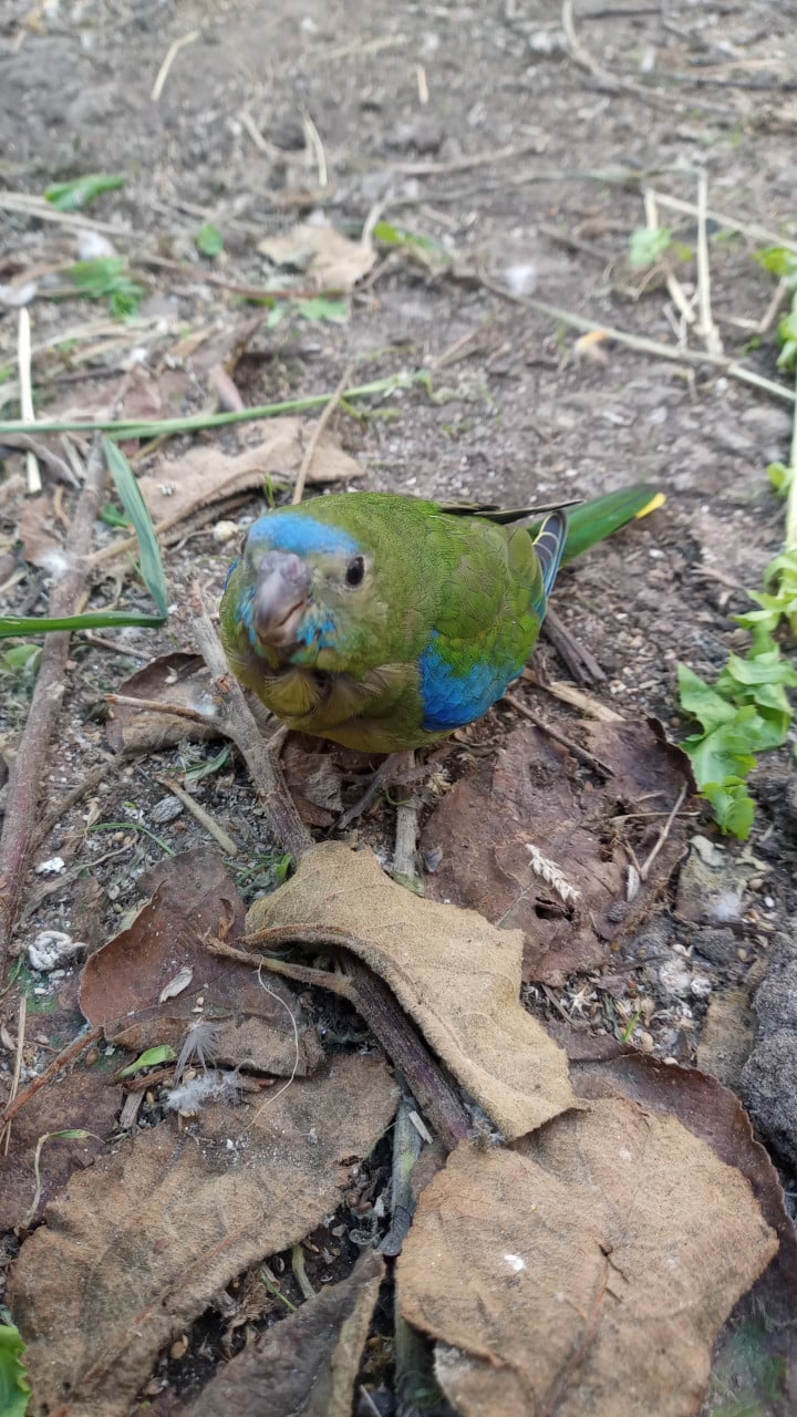 Turquoisine parkieten (tam)