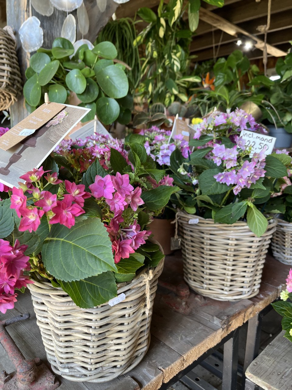 PLANTENKWEKERIJ ‘t GROENE LAND- Moederdagcadeaus