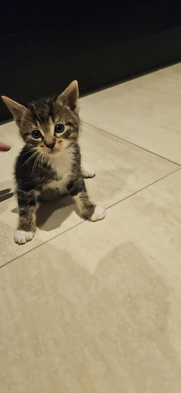 Kittens