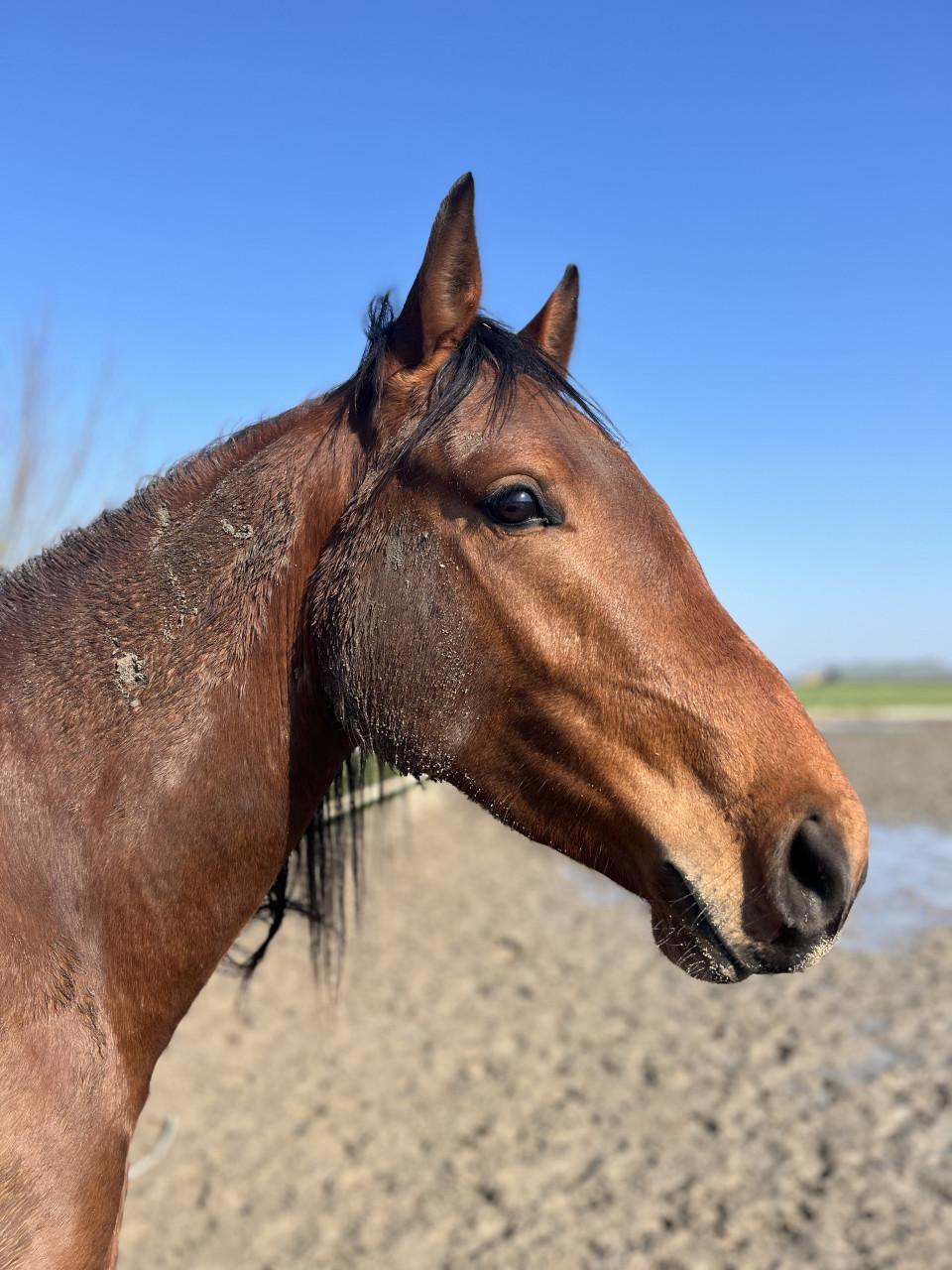 3 jarige ruin