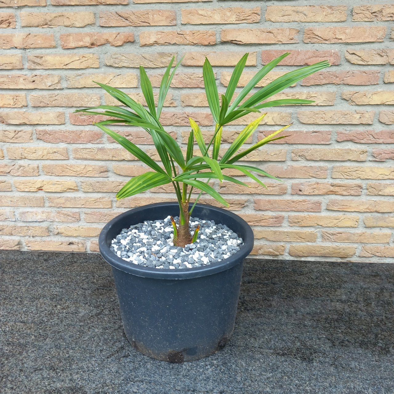 Palmen