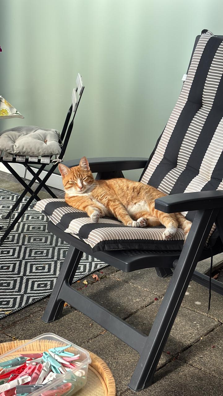 Kater vermist!!!!