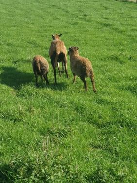 Schapen schaap stel stelletjes ruischaap maasduinen